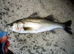 りんくうにてデイ・ゲーム！ベイトパターンの…