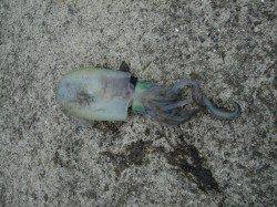 堺・一本松漁港、2回目のアタリでキロアップしっかりキャッチ！