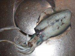 方杭漁港 ナイトエギングでアオリイカ400g