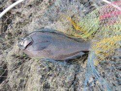 紀伊大島 フカセ釣りでグレ32cm