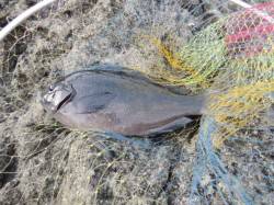 紀伊大島 フカセ釣りでグレ32cm