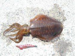 小杭漁港 エギングでアオリイカ800g2ハイ 昼前後のヒット！