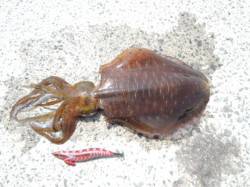 小杭漁港 エギングでアオリイカ800g2ハ…