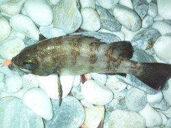 泉佐野エリアりんくうでメバリング、下げ潮が始まり爆釣モード突入♪