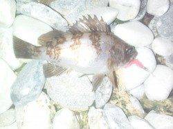 樽井&りんくう メバリングでメバル7尾!