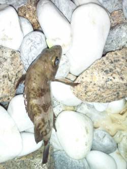 りんくう 夜８時からのメバリングでメバル〜…