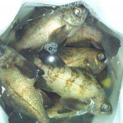 泉佐野エリアりんくうでメバリング、下げ潮が始まり爆釣モード突入♪