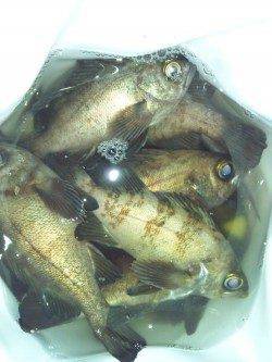 泉佐野エリアりんくうでメバリング、下げ潮が始まり爆釣モード突入♪