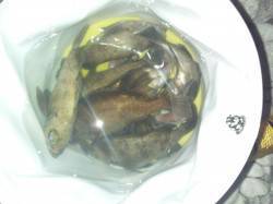 樽井＆りんくう メバリングでメバル7尾！