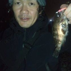 りんくう メバリングで20cm弱のメバル3尾