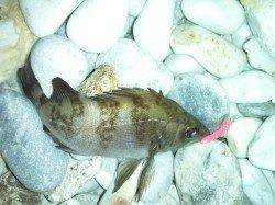 りんくうでフロート+ジグヘッドでのメバルの釣果