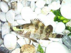 りんくう メバリングでメバル2尾の釣果