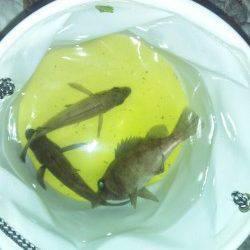 りんくう メバリングで20cm弱のメバル3尾