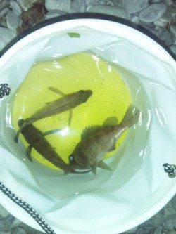 りんくう メバリングで20cm弱のメバル3尾