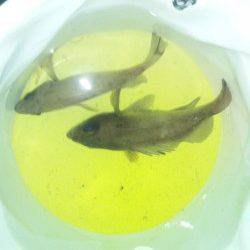 りんくうでフロート+ジグヘッドでのメバルの釣果