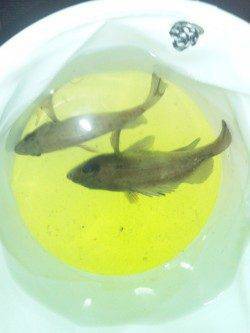 りんくうでフロート+ジグヘッドでのメバルの釣果