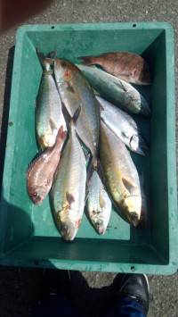 マリーナシティ海洋釣り♪魚種多様に釣れまし…