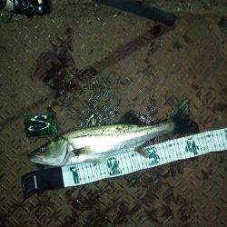 天保山周辺でナイトシーバス、中層でヒット！