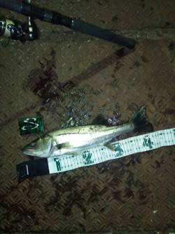 天保山周辺でナイトシーバス、中層でヒット！…