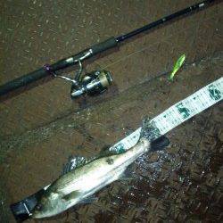 天保山周辺でナイトシーバス、中層でヒット！