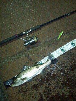 天保山周辺でナイトシーバス、中層でヒット！