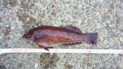 本荘人工島でエサ釣り、ガシラ・クロソイなどの釣果