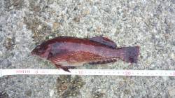 本荘人工島でエサ釣り、ガシラ・クロソイなど…