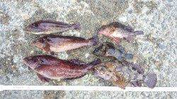 本荘人工島でエサ釣り、ガシラ・クロソイなどの釣果