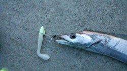 佐野 夕方のワインドでタチウオ5本！表層で強めシャクリが効果的☆