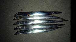 佐野 夕方のワインドでタチウオ5本！表層で…