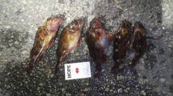 東二見人口島 穴釣りでガシラ＆ソイ計１５匹…