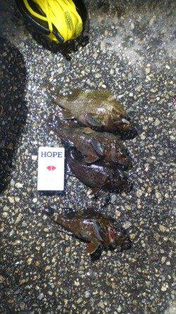 東二見人口島 穴釣りでガシラ＆ソイ計１５匹！