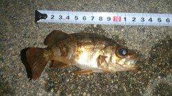 間人 ウキ釣りでメバル狙いもリリースサイズ