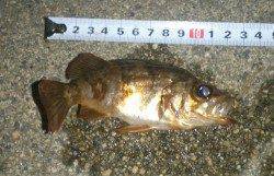 間人 ウキ釣りでメバル狙いもリリースサイズ