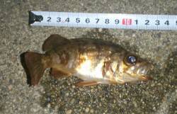 間人 ウキ釣りでメバル狙いもリリースサイズ…