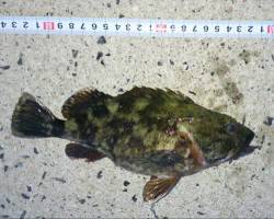 間人 メバリングでガシラ！お腹丸々でリリー…