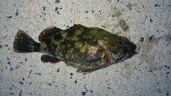 間人 メバリングでガシラ！お腹丸々でリリース