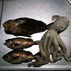 旭 メバリングでガシラ＆メバル＆タコ☆