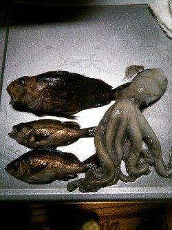 旭 メバリングでガシラ＆メバル＆タコ☆