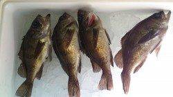 間人 夜の探り釣りでメバル〜18cm4匹☆