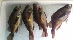 間人 夜の探り釣りでメバル〜18cm4匹☆…