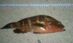 間人 探り釣りでアコウ29cm☆メバルはリリースサイズ