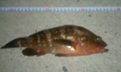 間人 探り釣りでアコウ29cm☆メバルはリ…