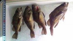 間人 夜の探り釣りでメバル〜18cm4匹☆