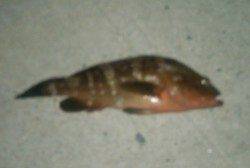 間人 探り釣りでアコウ29cm☆メバルはリリースサイズ