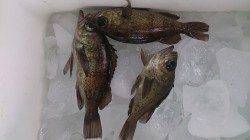 朝マヅメ釣行　ぽつぽつとメバルが釣れるようになりました