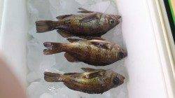 朝マヅメ釣行　ぽつぽつとメバルが釣れるようになりました