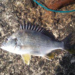 深日 紀州釣りでチヌ・キビレ・イソベラ