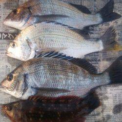 深日 紀州釣りでチヌ・キビレ・イソベラ