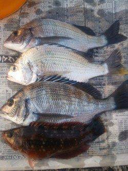 深日 紀州釣りでチヌ・キビレ・イソベラ